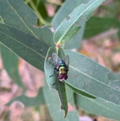 Chrysomya sp. (genus) at Murrumbateman, NSW - 27 Jan 2021