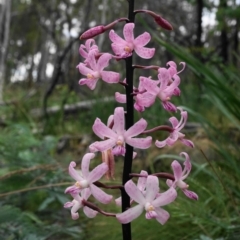 Dipodium roseum (Rosy Hyacinth Orchid) at Tennent, ACT - 25 Jan 2021 by shoko