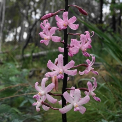 Dipodium roseum (Rosy Hyacinth Orchid) at Tennent, ACT - 26 Jan 2021 by shoko