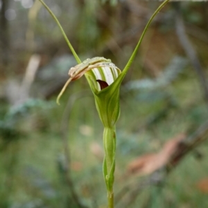 Diplodium decurvum at Cotter River, ACT - suppressed