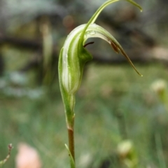 Diplodium decurvum at Cotter River, ACT - suppressed