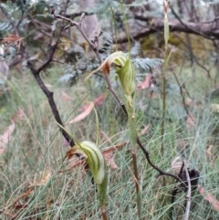 Diplodium decurvum at Cotter River, ACT - 26 Jan 2021