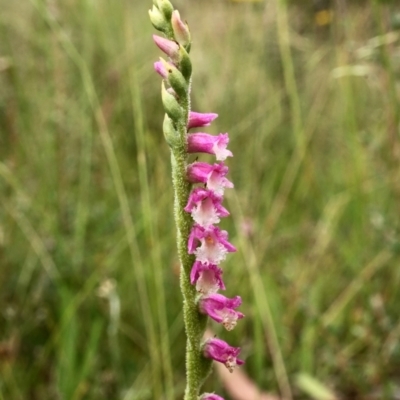 Spiranthes australis (Austral Ladies Tresses) at Paddys River, ACT - 26 Jan 2021 by shoko