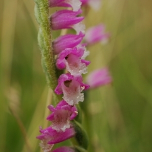 Spiranthes australis at Paddys River, ACT - 26 Jan 2021