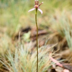 Eriochilus magenteus at Cotter River, ACT - 26 Jan 2021