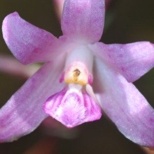 Dipodium roseum at Cotter River, ACT - 23 Jan 2021