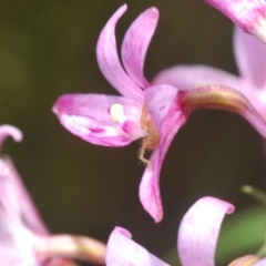 Dipodium roseum at Cotter River, ACT - suppressed