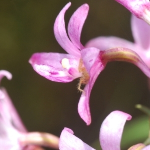 Dipodium roseum at Cotter River, ACT - 23 Jan 2021