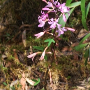 Dipodium roseum at Cotter River, ACT - 23 Jan 2021