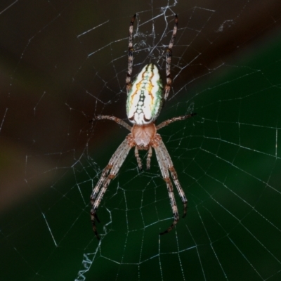 Plebs bradleyi (Enamelled spider) at Cotter River, ACT - 23 Jan 2021 by Harrisi