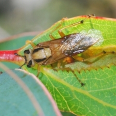 Pseudoperga lewisii (A Sawfly) at Cotter River, ACT - 23 Jan 2021 by Harrisi