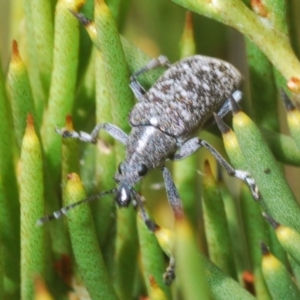 Pachyura australis at Cotter River, ACT - 23 Jan 2021