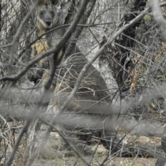 Wallabia bicolor (Swamp Wallaby) at Booth, ACT - 27 Jan 2021 by KMcCue