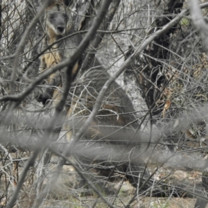 Wallabia bicolor at Booth, ACT - 27 Jan 2021 11:28 AM