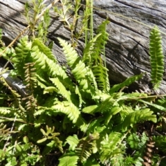 Blechnum penna-marina (Alpine Water Fern) at Cotter River, ACT - 25 Jan 2021 by MatthewFrawley