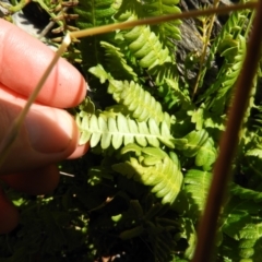 Blechnum penna-marina at Cotter River, ACT - 25 Jan 2021 12:25 PM