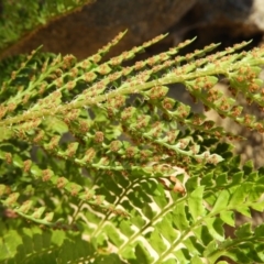 Polystichum proliferum at Cotter River, ACT - 25 Jan 2021