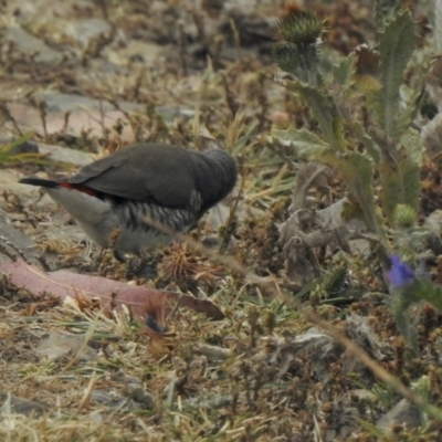 Stagonopleura guttata (Diamond Firetail) at Booth, ACT - 27 Jan 2021 by KMcCue