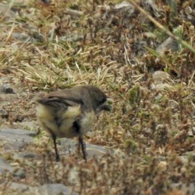 Aphelocephala leucopsis (Southern Whiteface) at Booth, ACT - 27 Jan 2021 by KMcCue