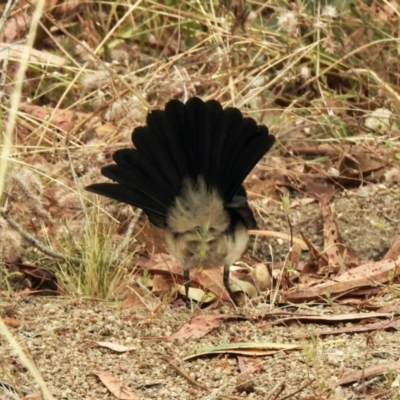 Rhipidura leucophrys (Willie Wagtail) at Booth, ACT - 27 Jan 2021 by KMcCue
