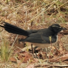 Rhipidura leucophrys at Booth, ACT - 27 Jan 2021 08:00 AM