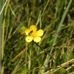 Ranunculus sp. (Buttercup) at Paddys River, ACT - 25 Jan 2021 by MatthewFrawley