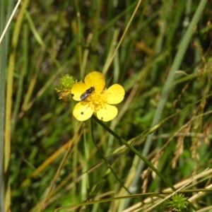 Ranunculus sp. at Paddys River, ACT - 25 Jan 2021