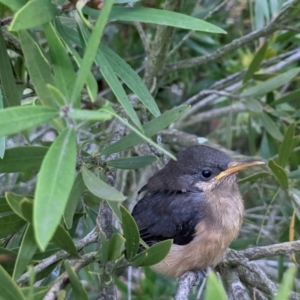 Acanthorhynchus tenuirostris at Currawang, NSW - 27 Jan 2021