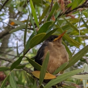 Acanthorhynchus tenuirostris at Currawang, NSW - 27 Jan 2021