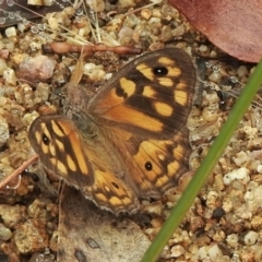 Geitoneura klugii (Marbled Xenica) at Booth, ACT - 27 Jan 2021 by KMcCue