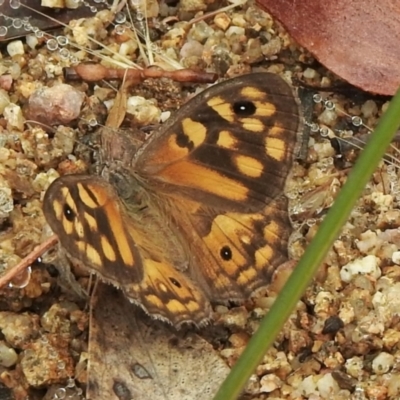 Geitoneura klugii (Marbled Xenica) at Booth, ACT - 26 Jan 2021 by KMcCue