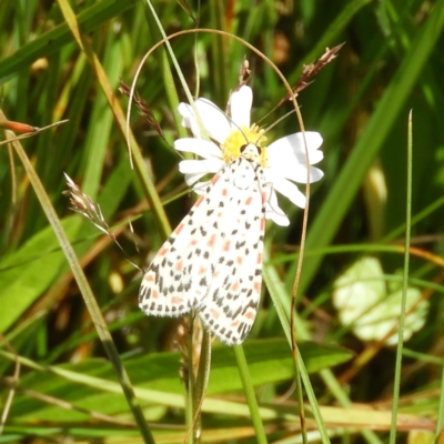 Utetheisa pulchelloides (Heliotrope Moth) at Paddys River, ACT - 25 Jan 2021 by MatthewFrawley