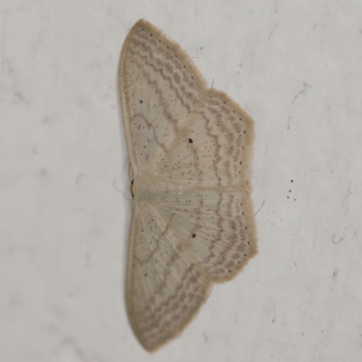 Scopula perlata (Cream Wave) at O'Connor, ACT - 20 Jan 2021 by ibaird