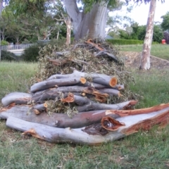 Eucalyptus blakelyi at Curtin, ACT - 8 Dec 2020