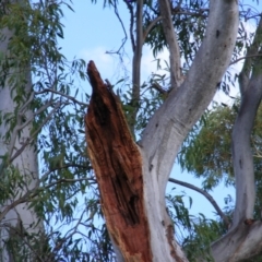 Eucalyptus blakelyi at Curtin, ACT - 8 Dec 2020 09:15 AM