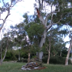 Eucalyptus blakelyi at Curtin, ACT - 8 Dec 2020