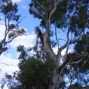 Eucalyptus blakelyi at Curtin, ACT - 8 Dec 2020 09:15 AM