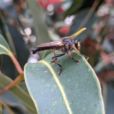 Neoscleropogon sp. (genus) (Robber fly) at Currawang, NSW - 24 Jan 2021 by camcols