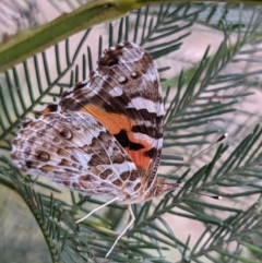 Vanessa kershawi (Australian Painted Lady) at Currawang, NSW - 29 Dec 2020 by camcols