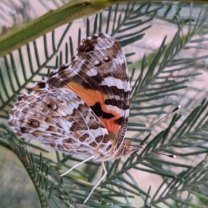 Vanessa kershawi at Currawang, NSW - 29 Dec 2020