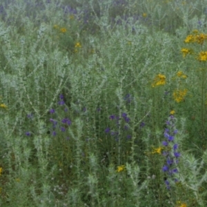 Carthamus lanatus at Kambah, ACT - 13 Nov 2020