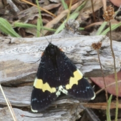 Eutrichopidia latinus (Yellow-banded Day-moth) at Majura, ACT - 27 Jan 2021 by Christine