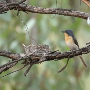 Myiagra rubecula at Ainslie, ACT - suppressed