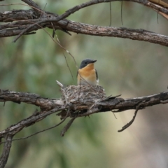 Myiagra rubecula at Ainslie, ACT - suppressed