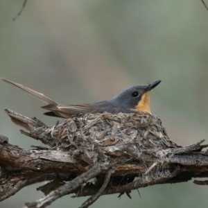 Myiagra rubecula at Ainslie, ACT - 27 Jan 2021