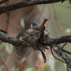 Myiagra rubecula at Ainslie, ACT - 27 Jan 2021