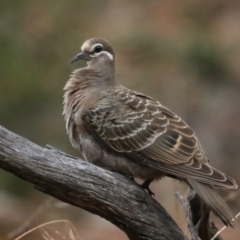 Phaps chalcoptera (Common Bronzewing) at Majura, ACT - 27 Jan 2021 by jb2602