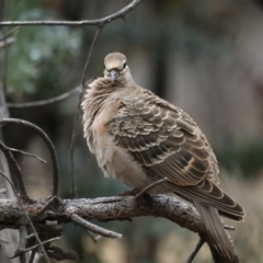 Phaps chalcoptera at Majura, ACT - 27 Jan 2021