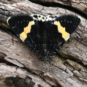 Eutrichopidia latinus at Ainslie, ACT - 27 Jan 2021 02:57 PM