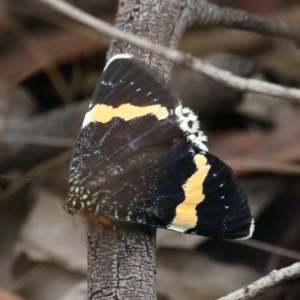 Eutrichopidia latinus at Ainslie, ACT - 27 Jan 2021